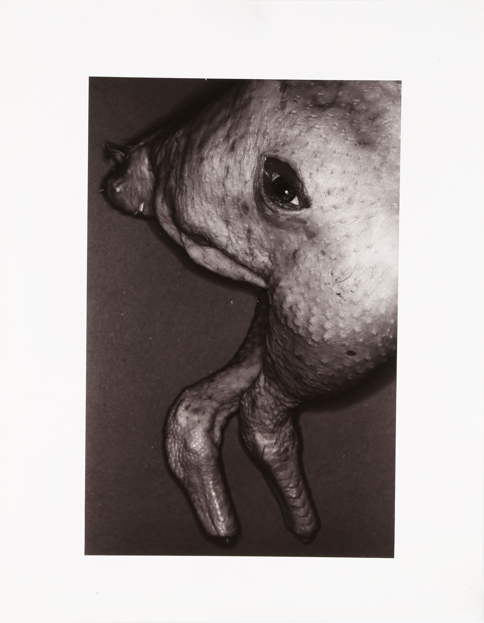 § David Bailey (b.1938) Australia, 1983 - 7