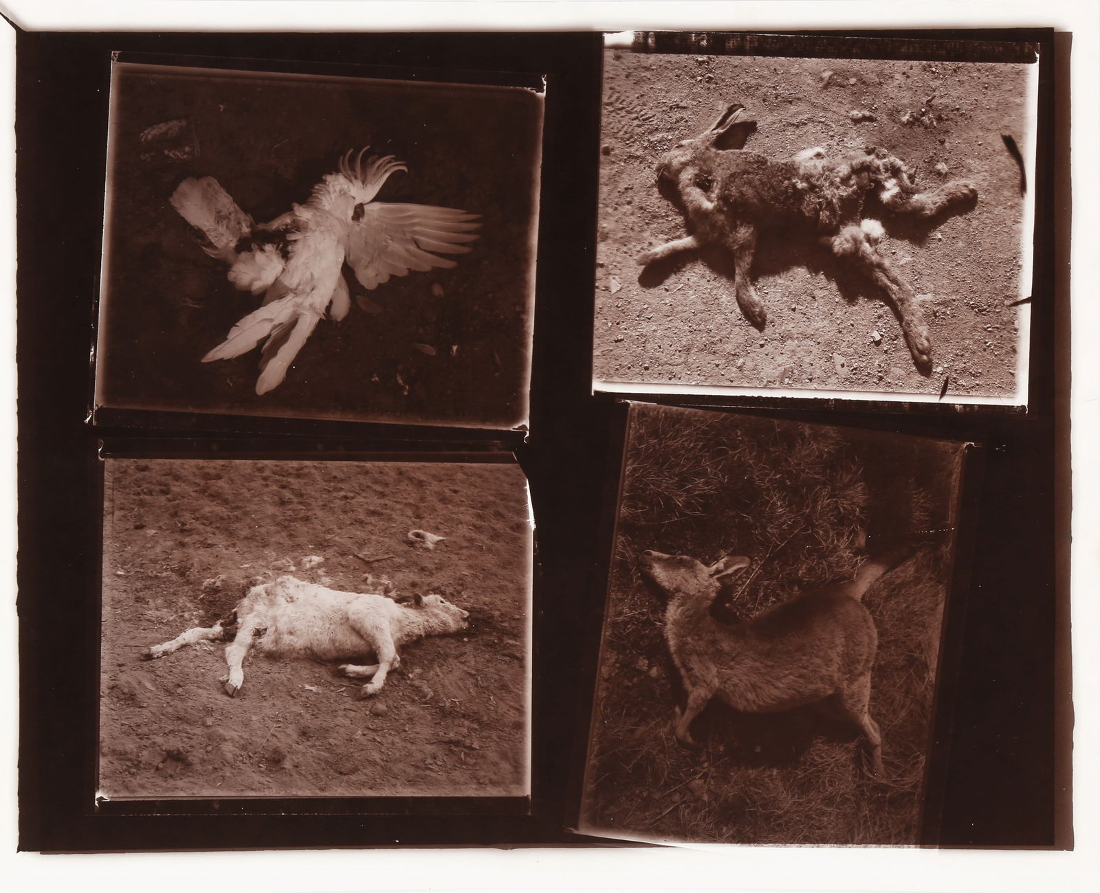 § David Bailey (b.1938) Australia, 1983 - 9