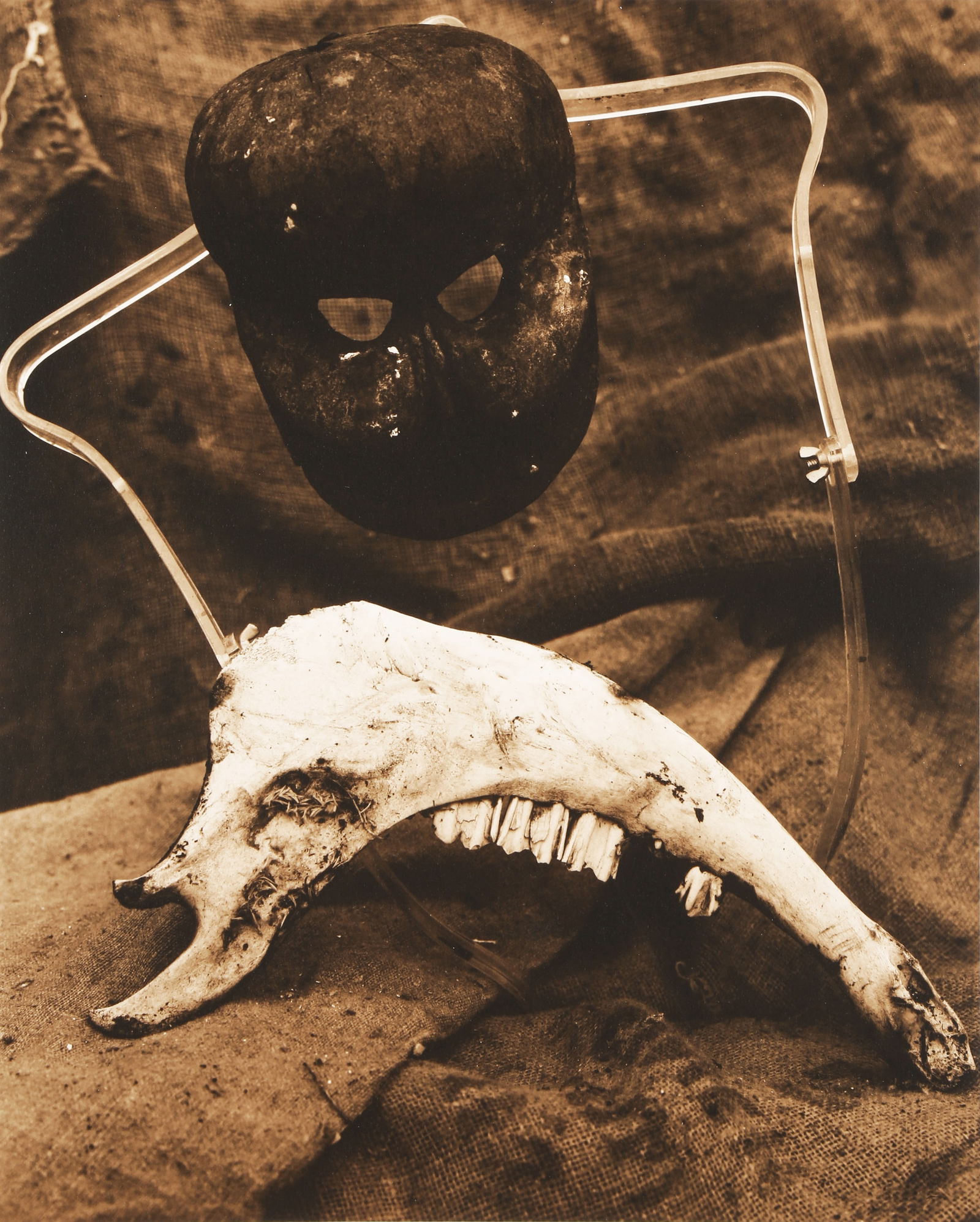 § David Bailey (b.1938) Tools & Skulls, 1989 - 7