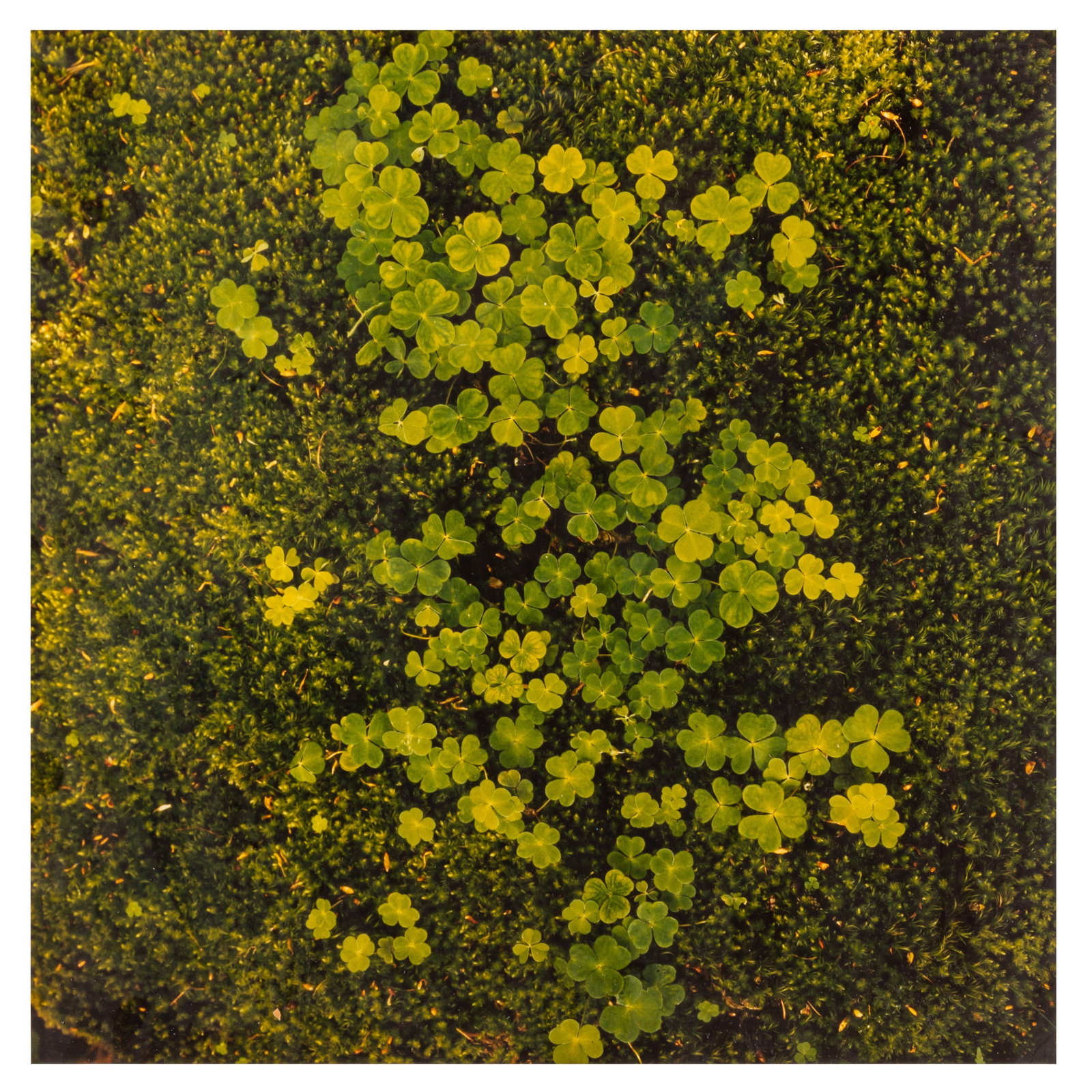 Brenda MacNeill (XX) Loch Landscape - 7