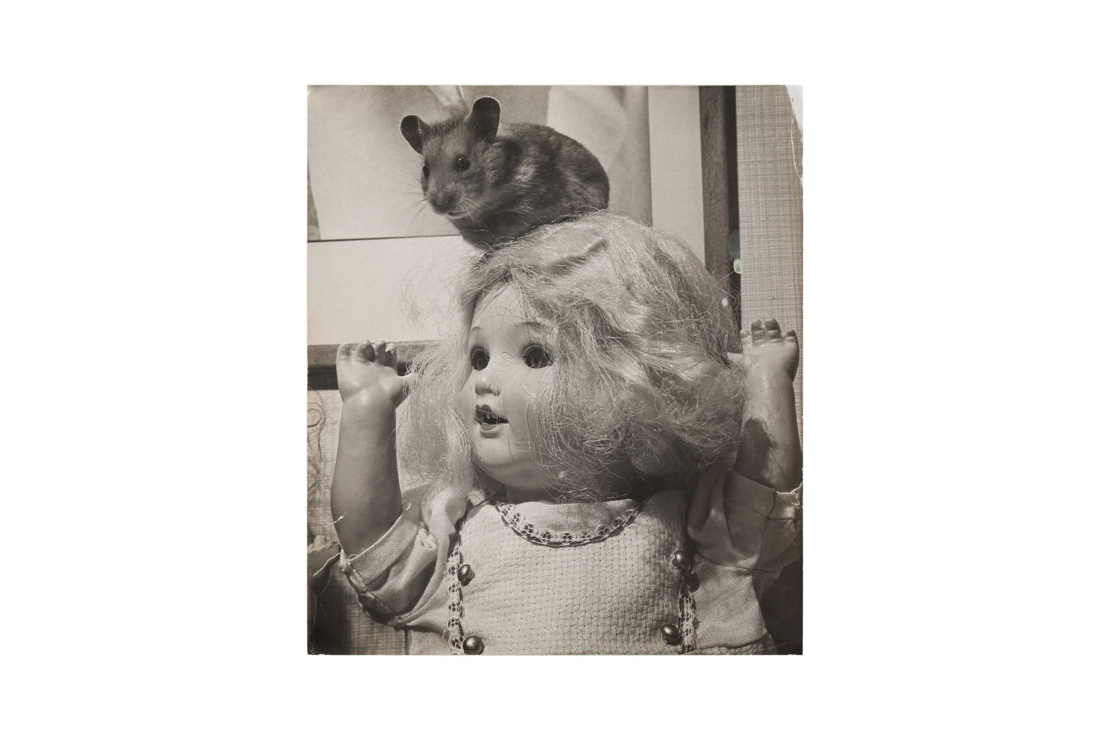 Wolfgang Suschitzky (1912-2016): Wolfgang Suschitzky (1912-2016) Wolfgang Suschitzky (1912-2016)HAMSTER, 1950s. Vintage silver gelatin print, image/sheet size 27.7 x 24 cm, titled by the photographer in pencil with the photographer'