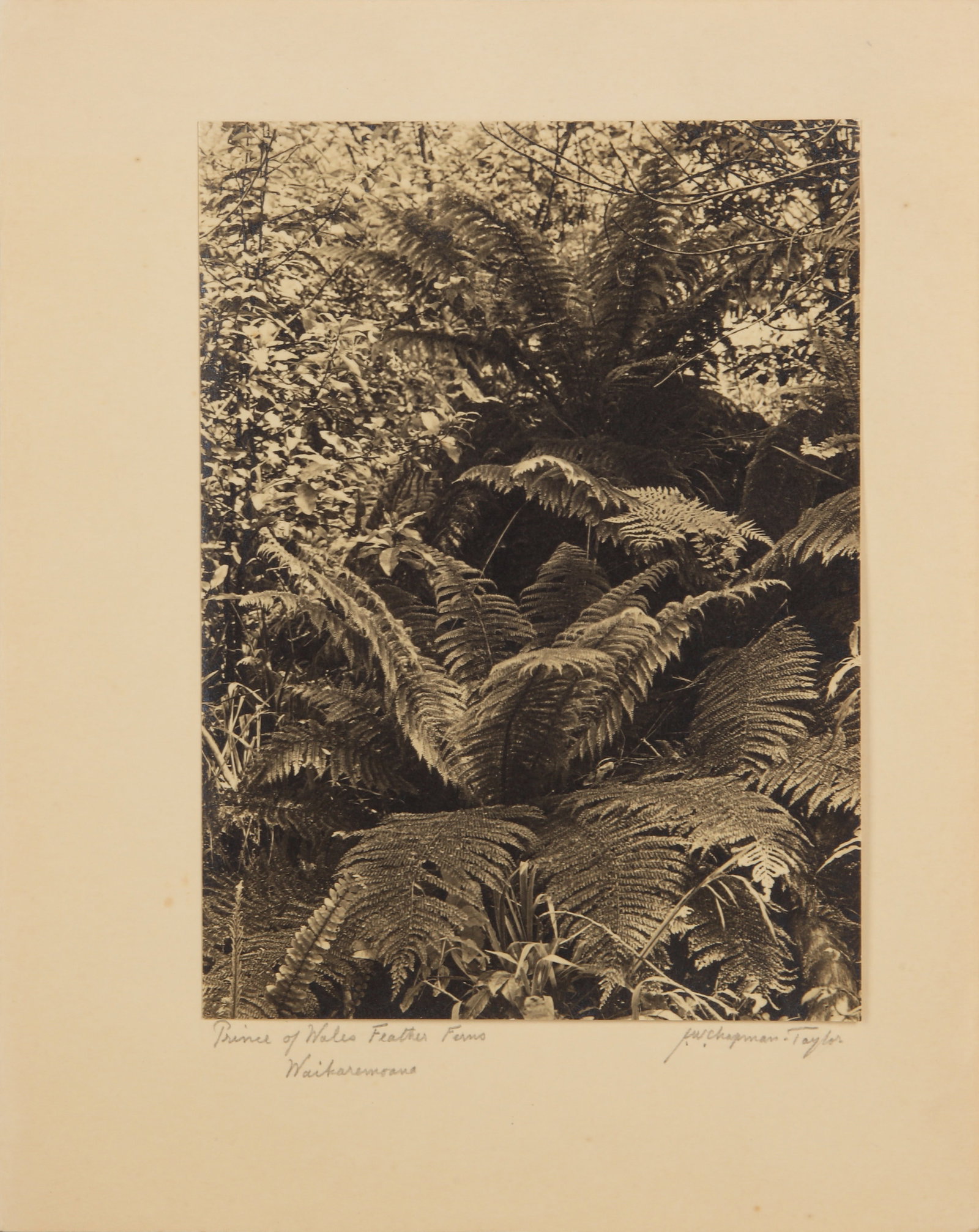 Various Photographers, early 20th century New Zealand Interest - 11