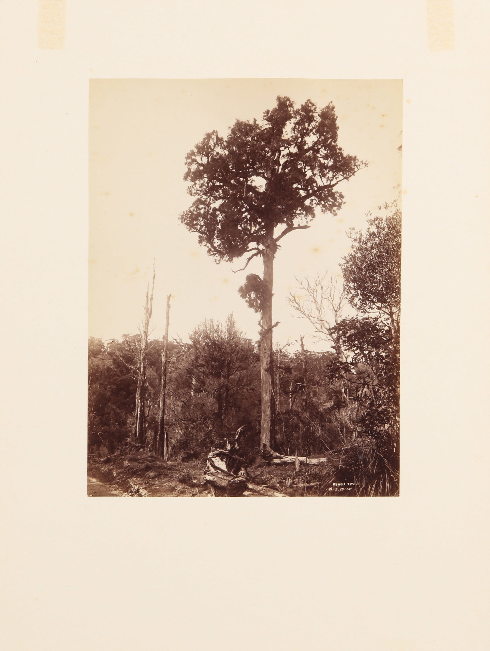 Various Photographers, early 20th century New Zealand Interest - 13