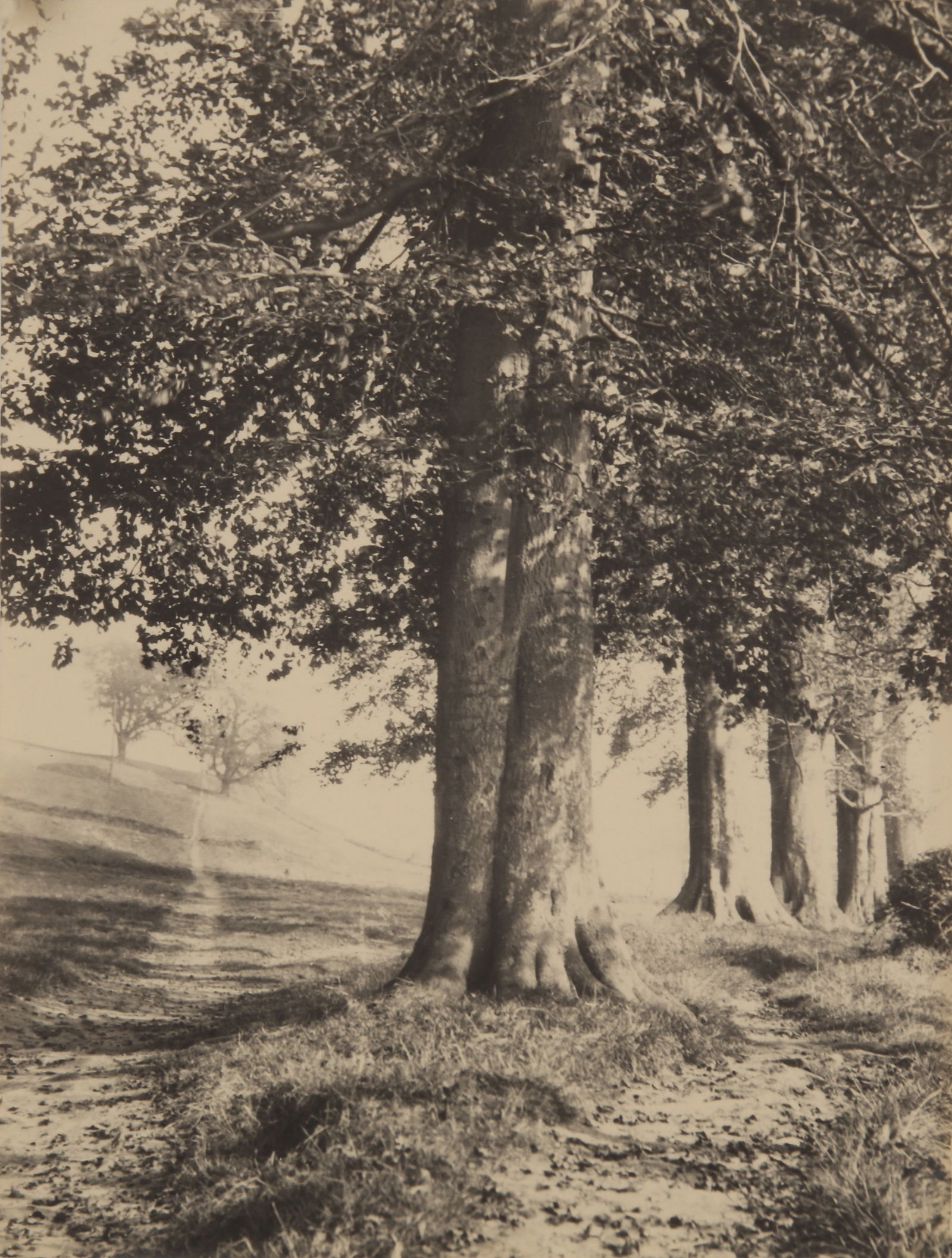 Unknown Photographers (XIX) British Landscape, c.1870s-1900s - 6