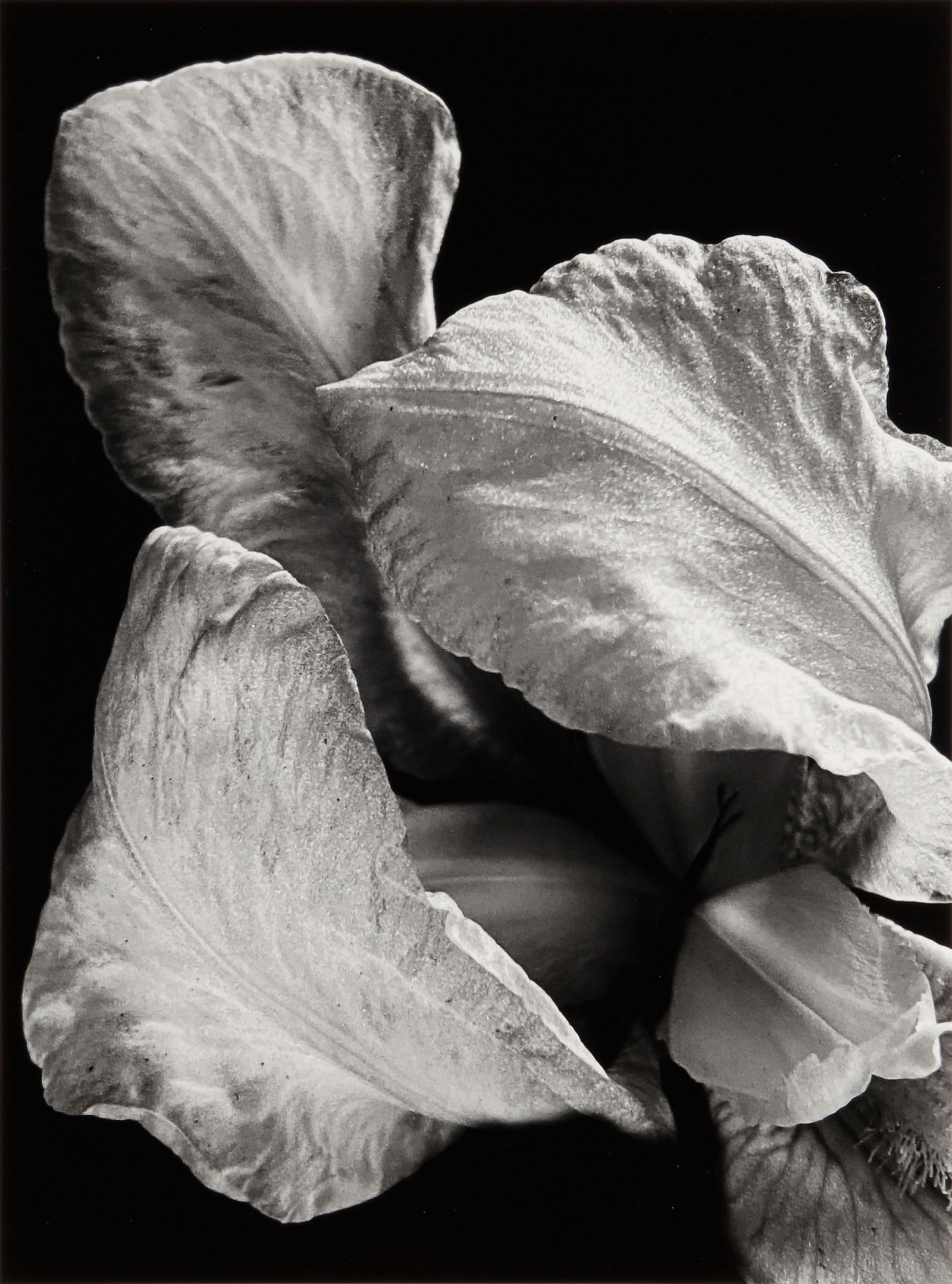 § Pierre-Jean Amar (b.1947) Iris Blanc, 2024: Silver gelatin print, image size 33.2 x 25cm, sheet size 40.2 x 30.5cm, signed, titled, and dated by the photographer in felt-tip pen recto, additionally titled, dated, and annotated by the photograph