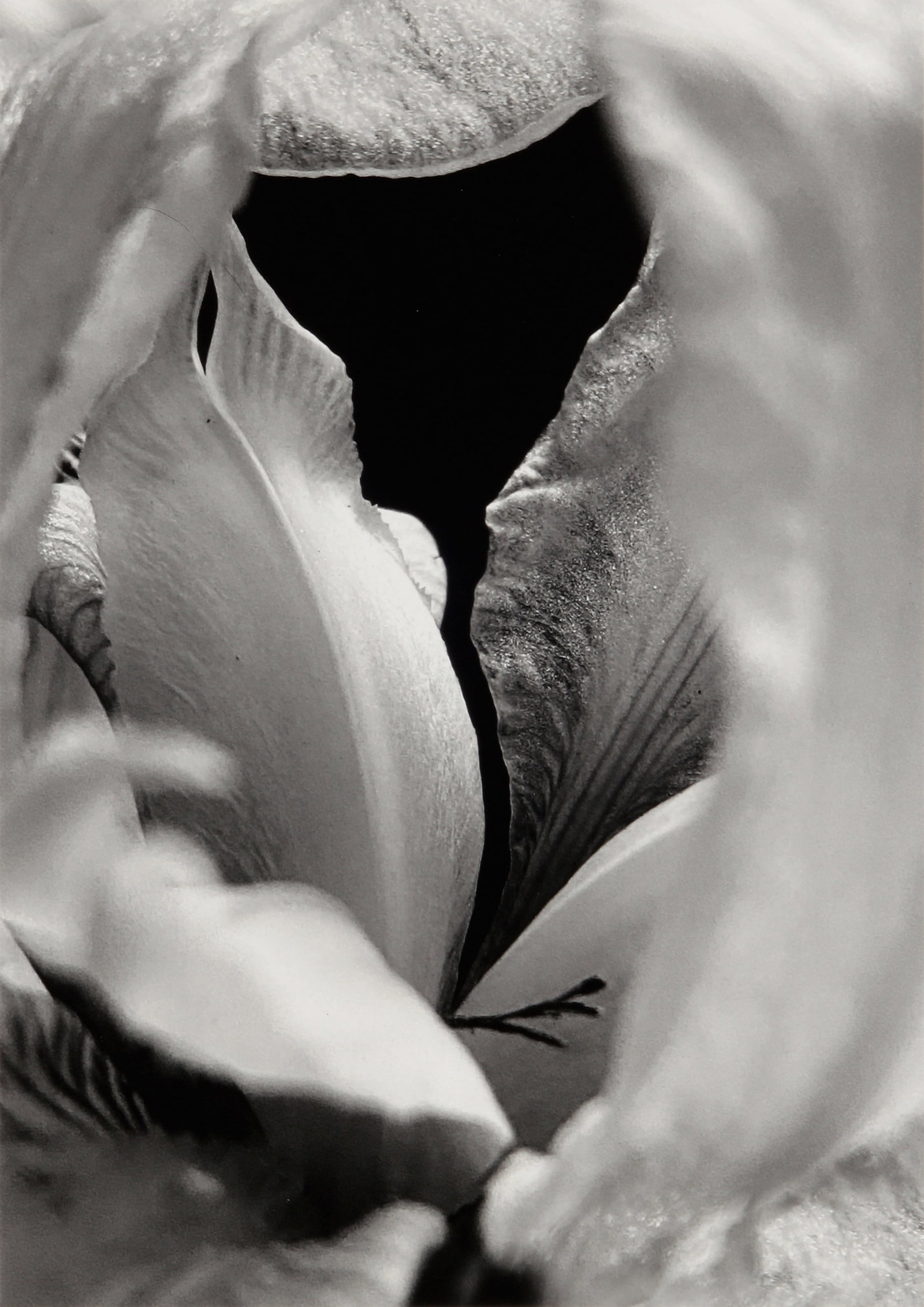 § Pierre-Jean Amar (b.1947) Iris Blanc, 2024: Silver gelatin print, image size 33.2 x 25cm, sheet size 40.7 x 30.5cm, signed, titled, and dated by the photographer in felt-tip pen recto, additionally titled, dated, and annotated by the photograph