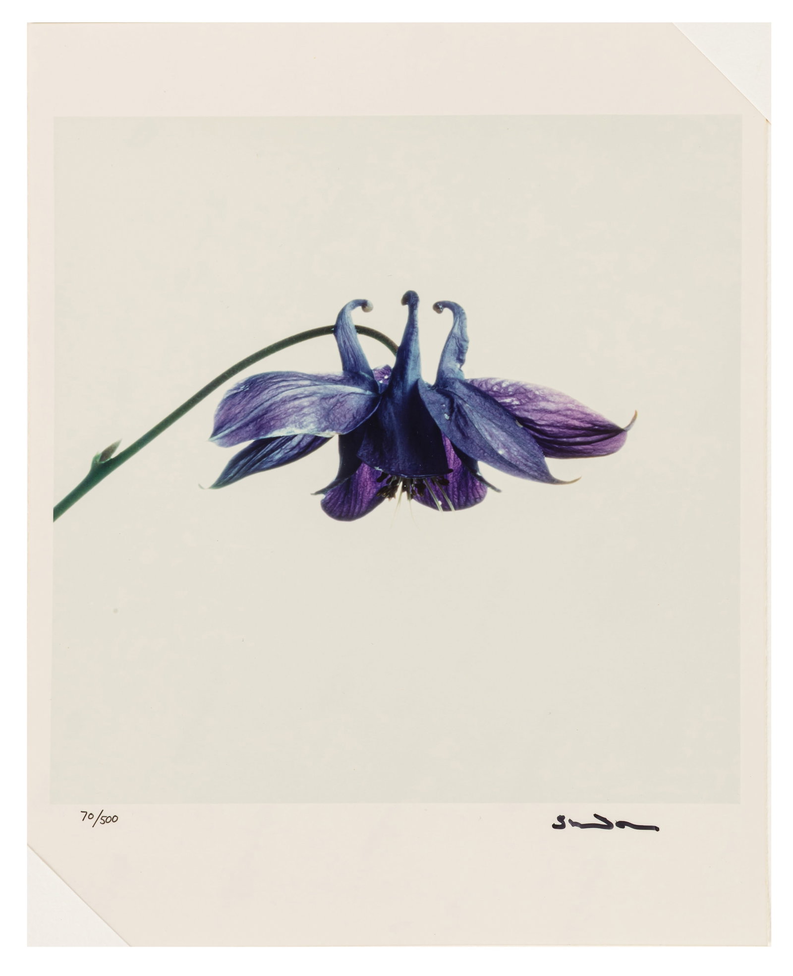 Snowdon (Antony Armstrong-Jones, 1st Earl of) Wild Flowers - 3