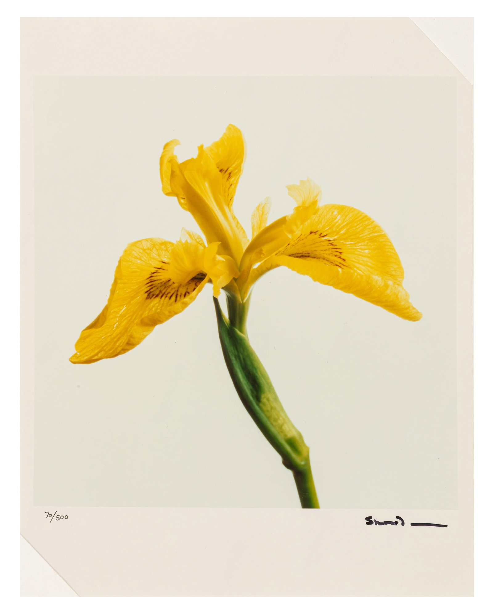 Snowdon (Antony Armstrong-Jones, 1st Earl of) Wild Flowers - 4