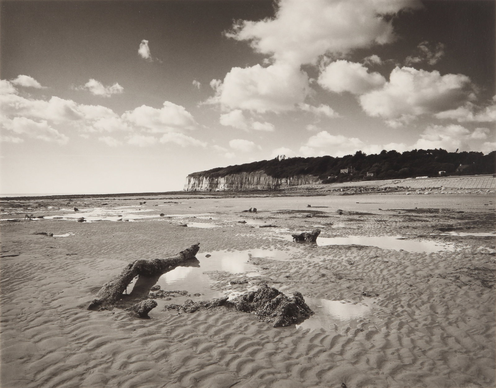 § Fay Godwin (1931-2005) Petrified Wood, Pett Level [from the Pett Level series], 1985: Vintage silver gelatin print, printed 1986, image size 17.5 x 22.5cm, sheet size 20 x 25cm, signed, titled, dated, copyright noted, and inscribed by the photographer in pencil verso.
