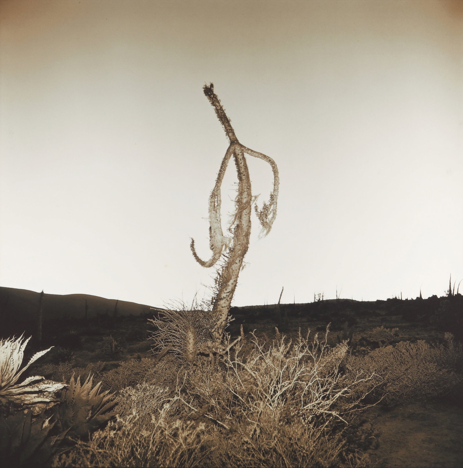 Richard Misrach (b.1949) Bojun Tree, 1976: Iris print, printed 1999, image size 78 x 78.2cm, sheet size 86 x 85cm, signed, titled, dated and editioned 1/50 by the photographer in pencil verso.