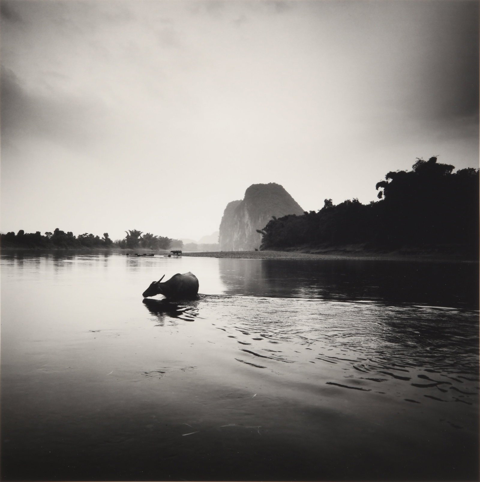 Josef Hoflehner (b.1955) Water Buffalo, Li River, China, 2006: Silver gelatin print, image size 30 x 29.7cm, sheet size 34 x 33.7cm, signed, titled, dated, and editioned 6/35 by the photographer in pencil verso. Framed, frame size Provenance:Acquired by the prese