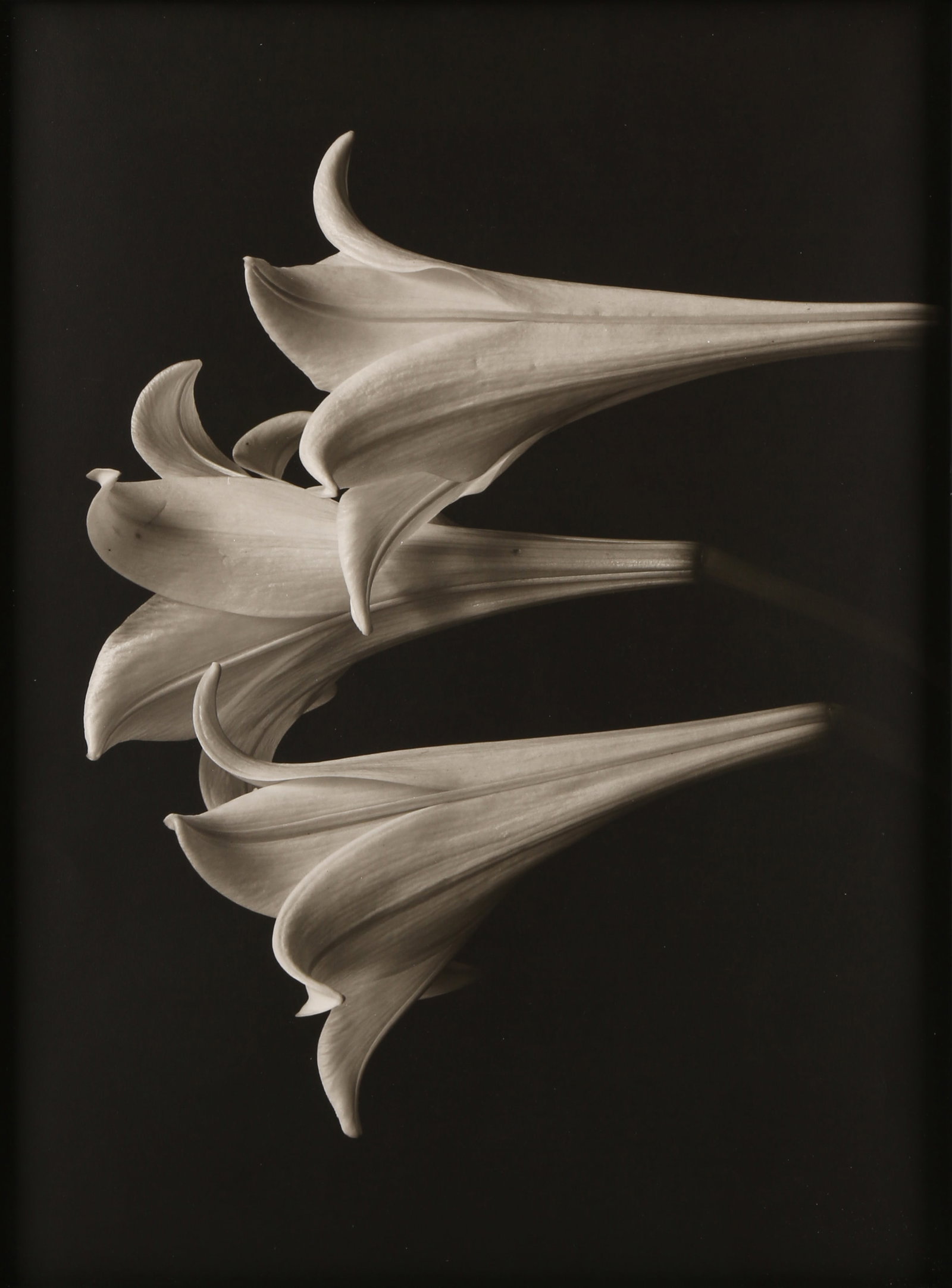 Bruce Rae (b. 1946) Still Lives, various dates: Six silver gelatin prints, each image size 30 x 41cm (or the reverse), each sheet size 34 x 45cm, each signed and titled by the photographer in pencil in the margin, one numbered /25 and another AP by