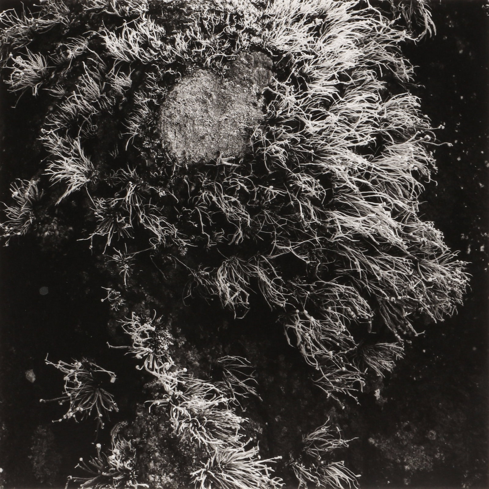 Fay Godwin (1931-2005) Lichen, Penninis, Scilly Isles, 1981: Vintage silver gelatin print, flush-mounted to card, image size 12.5 x 12.5cm, card size 25.2 x 20cm, signed by the photographer in pencil lower margin recto, further signed, titled, dated, copyright 