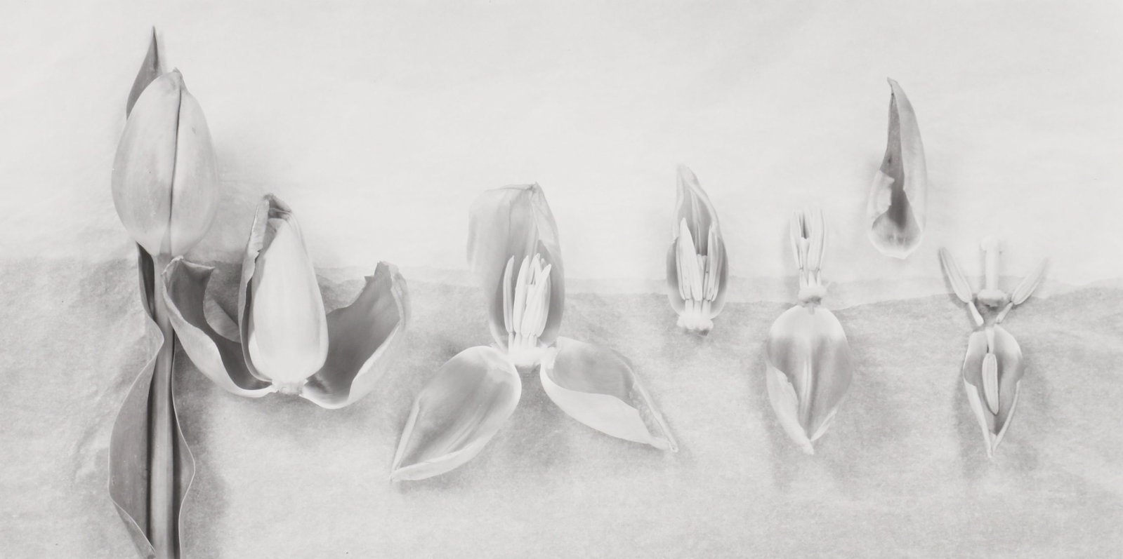 John Blakemore (1936-2025) Tulipa, Dissections No.8, 1990 (1 of 3)
