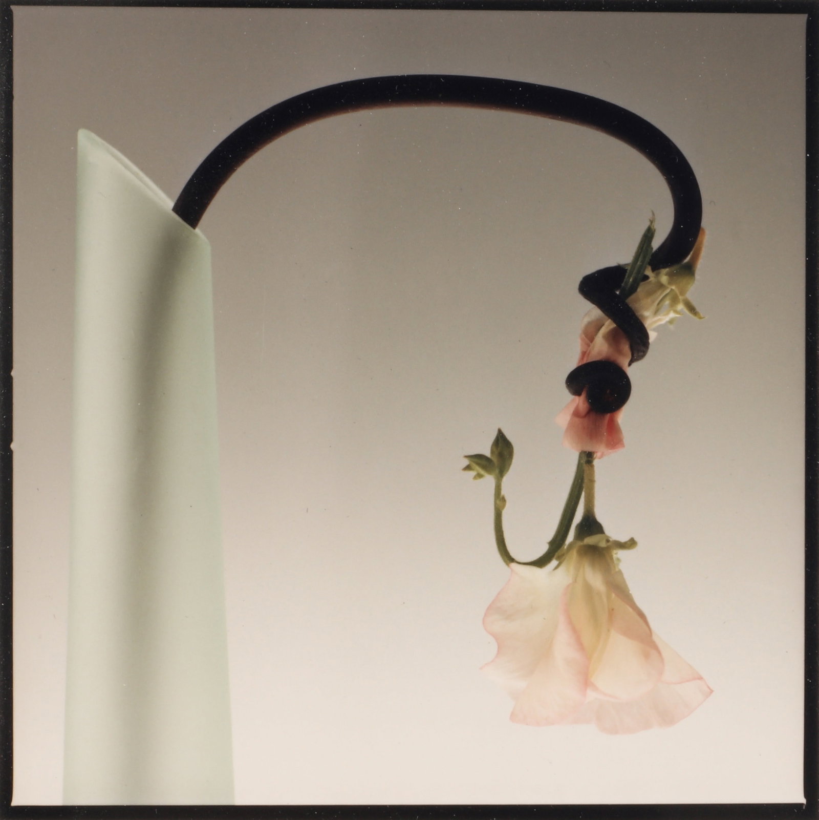 Cay Lang (b.1948) Achilles Heel [from The Flower Series], 1985: Vintage Ektacolor print, image size 9 x 9cm, sheet size 12.8 x 10cm, signed and dated by the photographer lower margin recto, with Lang's California studio address label affixed verso. *This lot is of