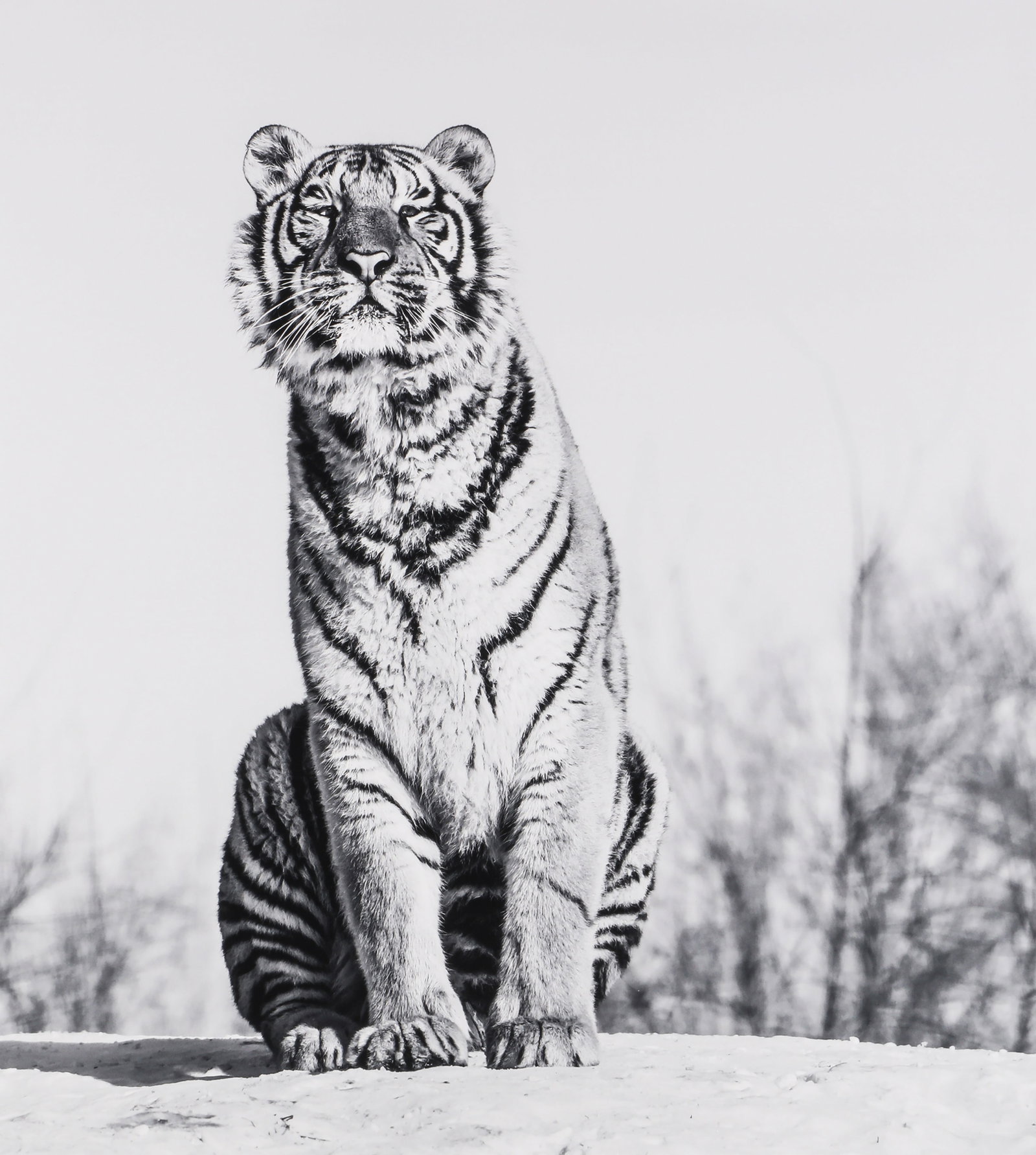 David Yarrow (b.1966) Tiger, c.2016: Pigment print, image size 47.5 x 43cm, sheet size 53.5 x 43.5cm, signed and editioned 360/500 by the photographer in felt-tip pen lower margin recto. Qty: (1)