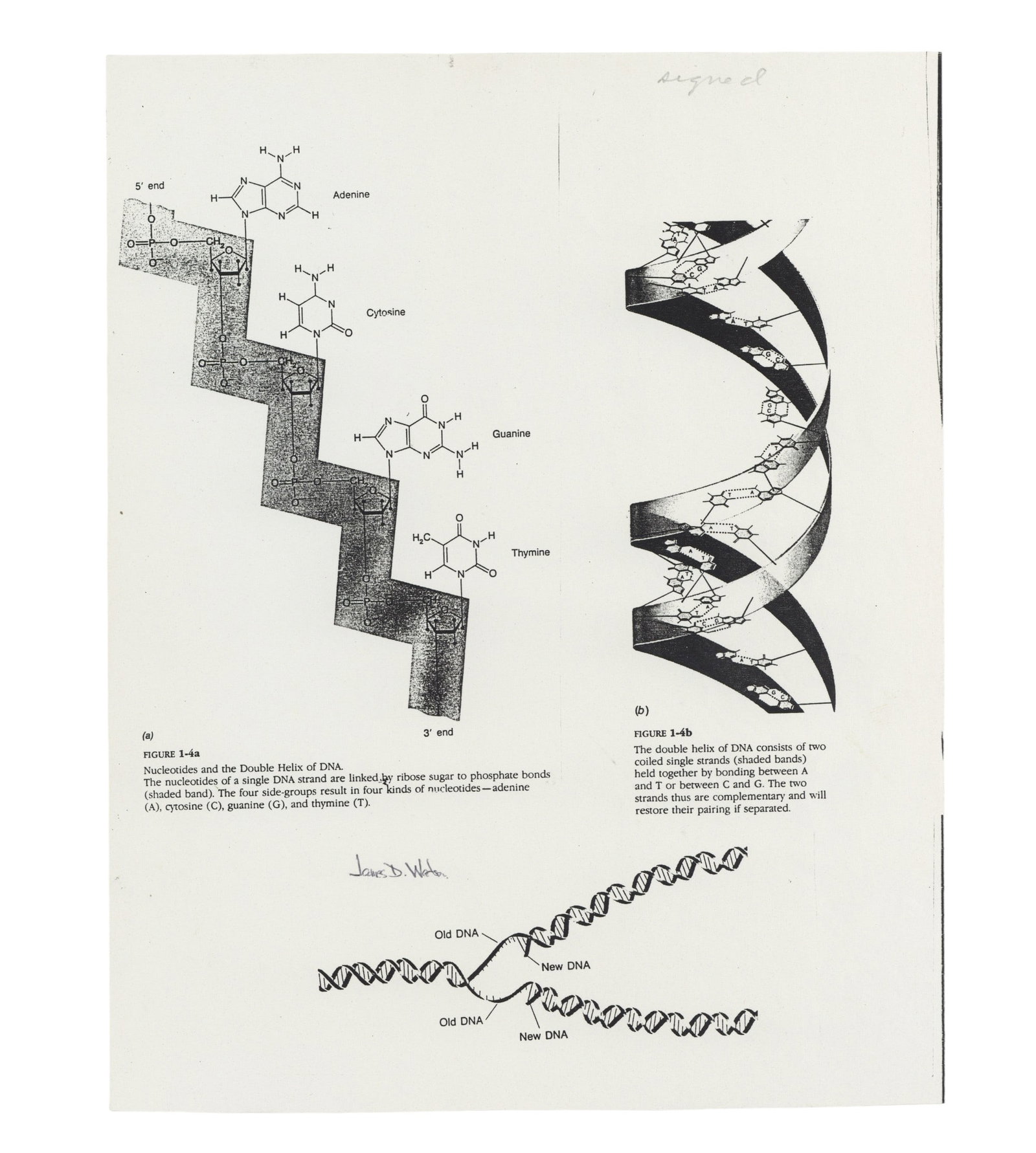 Crick (Francis) & James D. Watson Blue ink signatures - 2