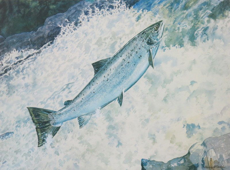 Henry McDaniel "The Salmon" (1 of 4)