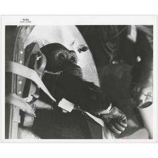 Enos the Chimp Original 'Type 1' Photograph: Official 'Type 1' glossy 10 x 8 black-numbered NASA photo (S-61-4396), showing Enos the chimpanzee being fitted into his pressure couch prior to his orbital flight from Cape Canaveral. On November