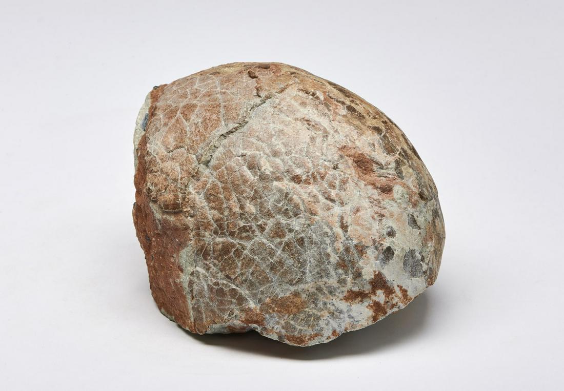 Naturalia  Fossilized eggAfrica. (1 of 4)