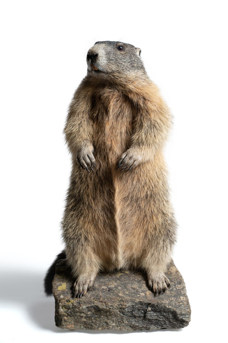 . Groundhog.Italy, 20th century. (1 of 2)