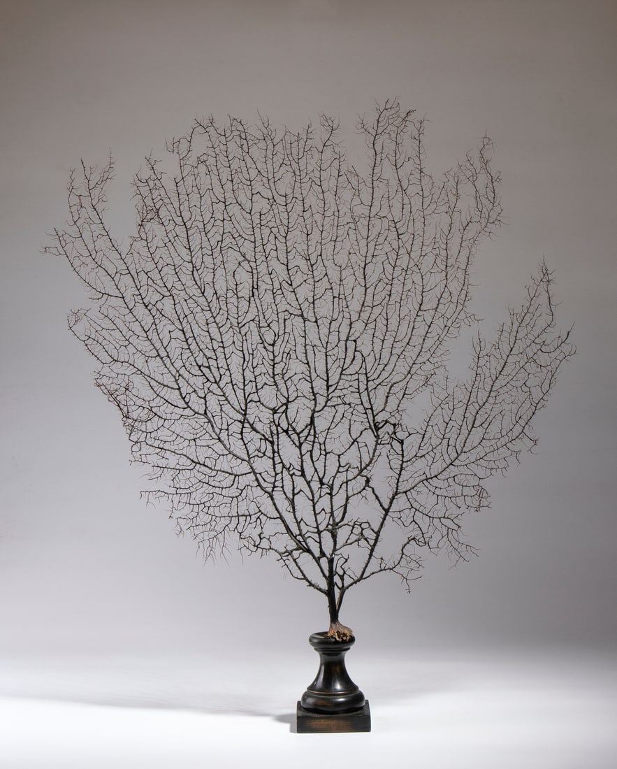 BLACK GORGONIAN CORAL ON A TURNED WOODEN BASE.France, 19th century..: BLACK GORGONIAN CORAL ON A TURNED WOODEN BASE.France, 19th century.. . Cm 67,00 x 75,00.