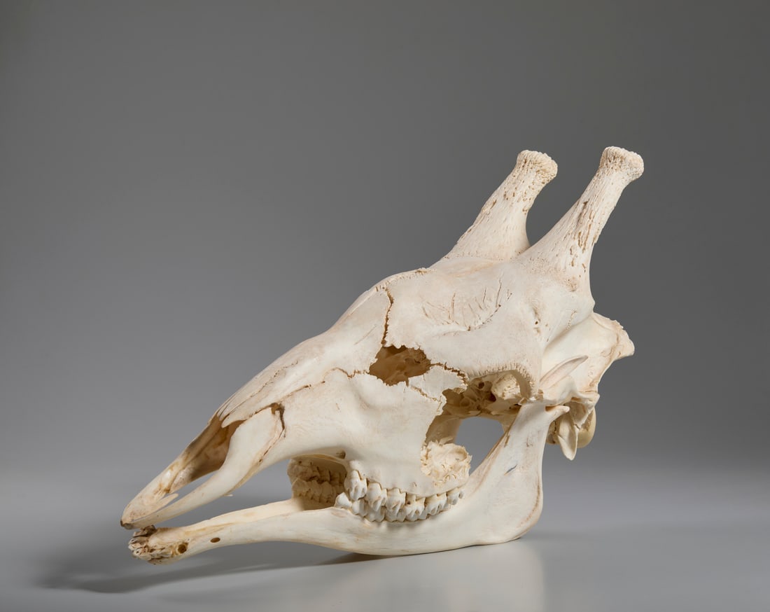 ORIGINAL GIRAFFE SKULL COMPLETE WITH JAW.Africa, 20th century.: ORIGINAL GIRAFFE SKULL COMPLETE WITH JAW.Africa, 20th century. . Cm 70,00 x 38,00 x 30,00. Lot accompanied by CITES permit.