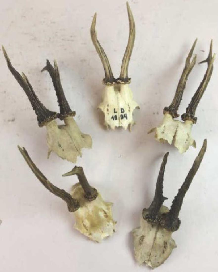 ENGLISH-GERMAN ANTIQUE ANTLER TROPHY GROUPING (1 of 7)