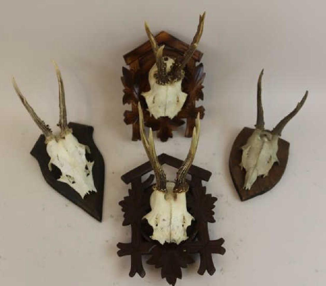 ENGLISH-GERMAN BLACK FOREST ANTIQUE ANTLER MOUNTS: ENGLISH-GERMAN BLACK FOREST ANTIQUE ANTLER MOUNTS 8 -11"