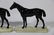 EQUESTRIAN BRONZE BOOKEND SCULPTURES ON ONYX BASES - 4