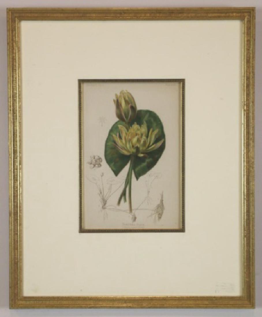 19TH C. BOTANICAL COLOR ENGRAVING OF A WATER LILLY: 19TH C. BOTANICAL COLOR ENGRAVING OF A WATER LILLY 19 X16"