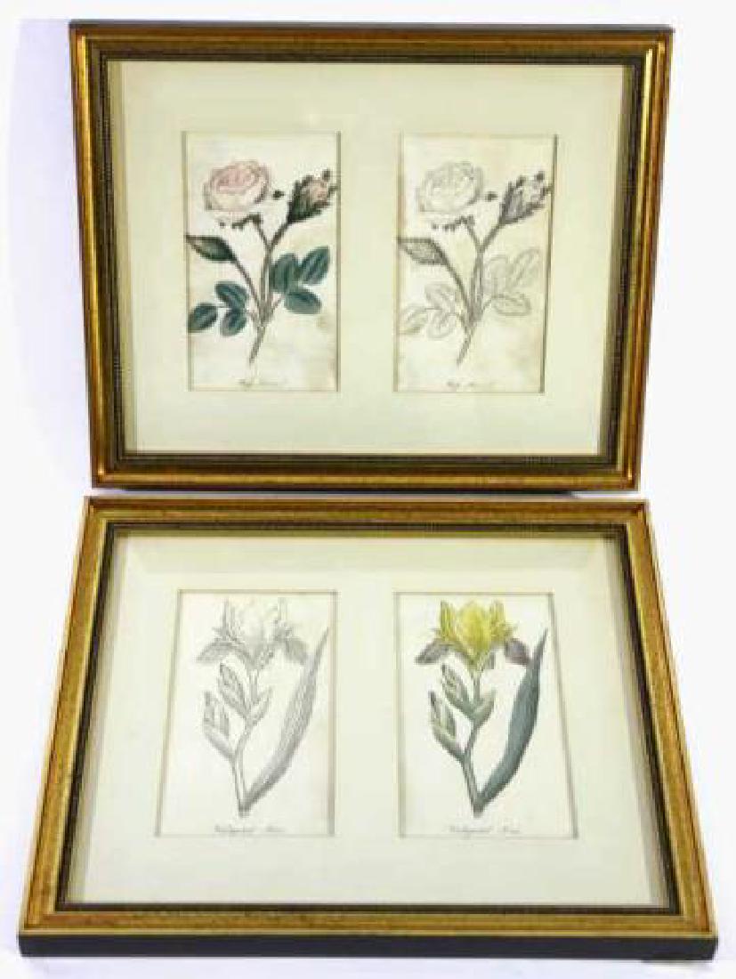 FRAMED ORIGINAL BOTANICAL WORKS (1 of 4)