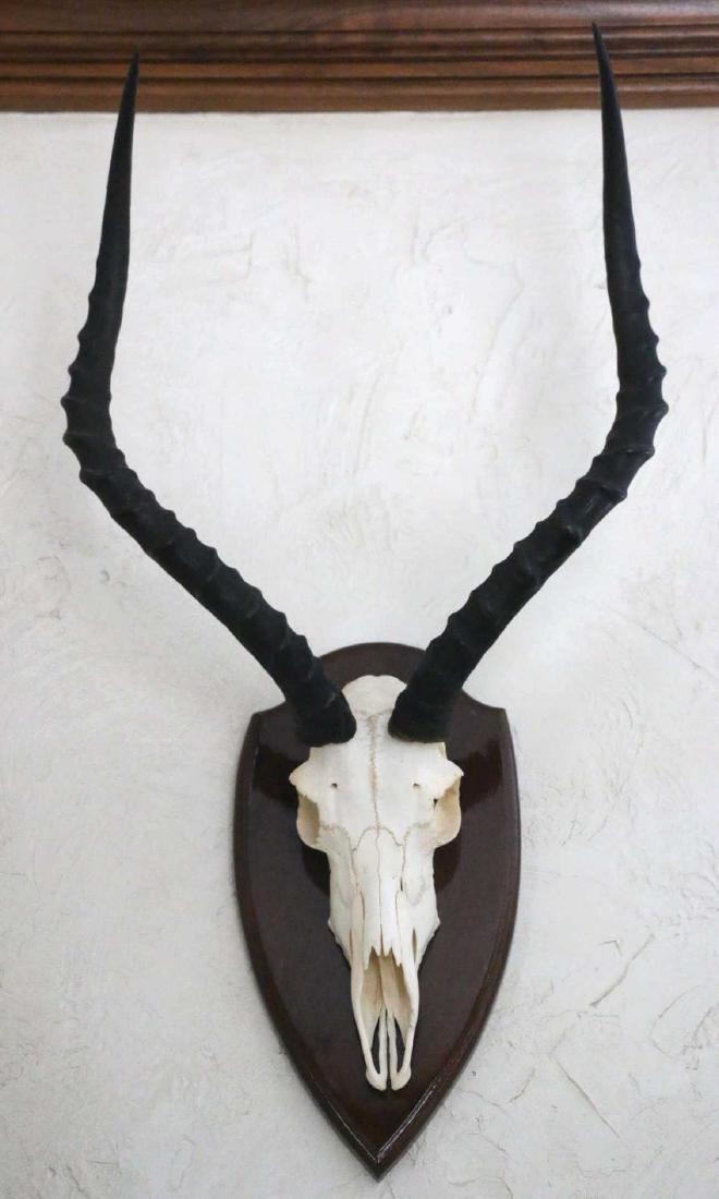 AFRICAN GEMSBACK HORN & SHIELD  MOUNT (1 of 4)