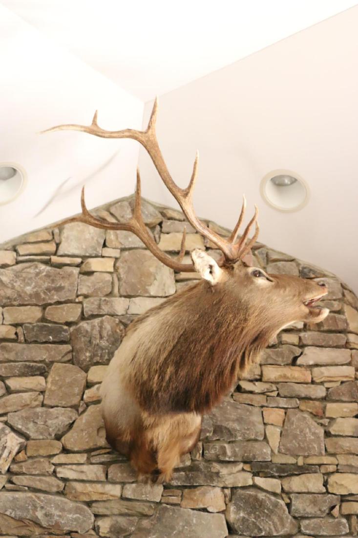 NORTH AMERICAN ELK SHOULDER MOUNT