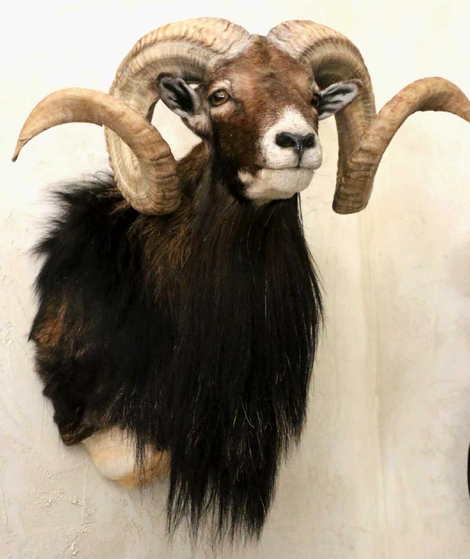 MOUFLON (CORSICAN) RAM TAXEDERMY SHOULDER MOUNT (1 of 6)