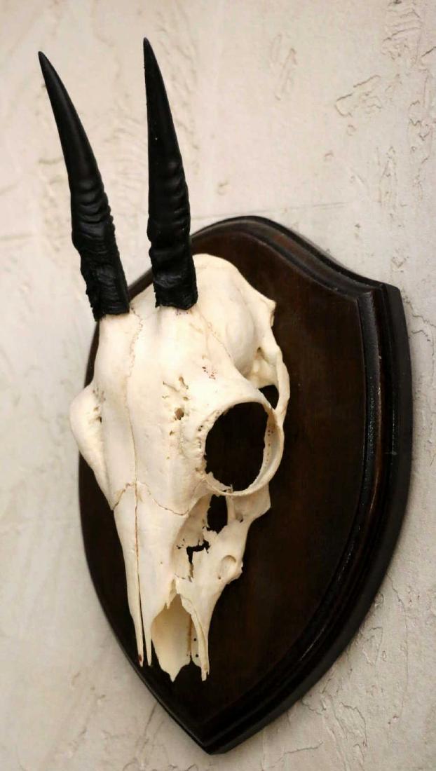 AFRICAN DIK DIK SKULL ON SHIELD TAXEDERMY MOUNT (1 of 2)