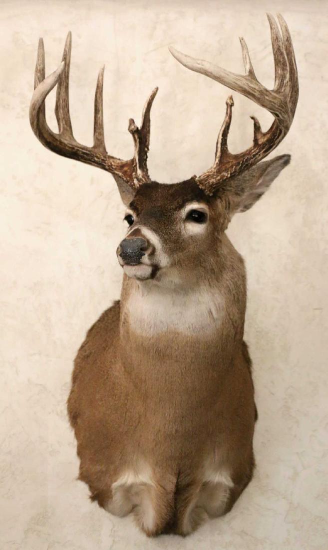 TEXAS 16 POINT BUCK MULE DEER TAXIDERMY MOUNT