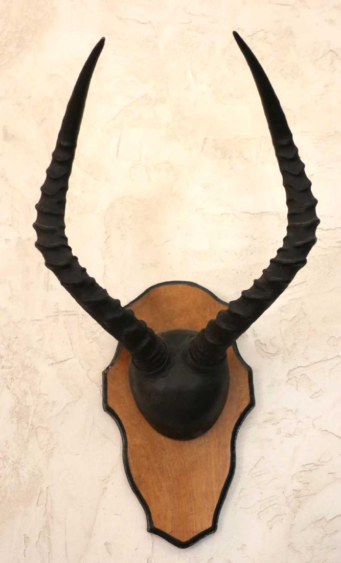 AFRICAN IMPALA HORN MOUNT ON WALNUT SHIELD (1 of 3)