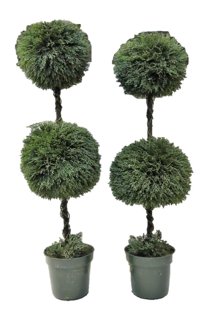 FAUX DECORATIVE TWIN TOPIARY TREES (1 of 1)