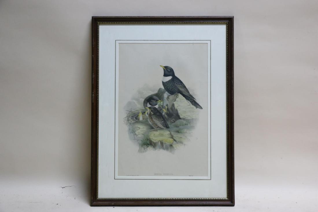 MERULA TORQUOTA COLORED ENGRAVING (1 of 14)