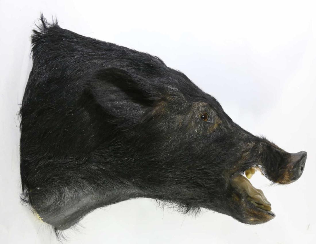 WILD BOAR TAXIDERMY MOUNT (1 of 3)