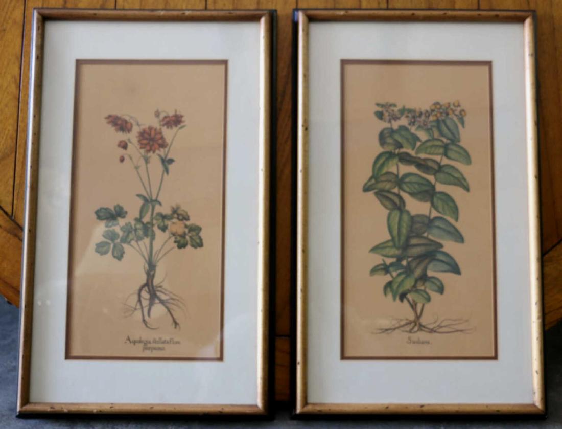 ANTIQUE BOTANICAL HAND COLORED ENGRAVED BOOKPLATES (1 of 5)