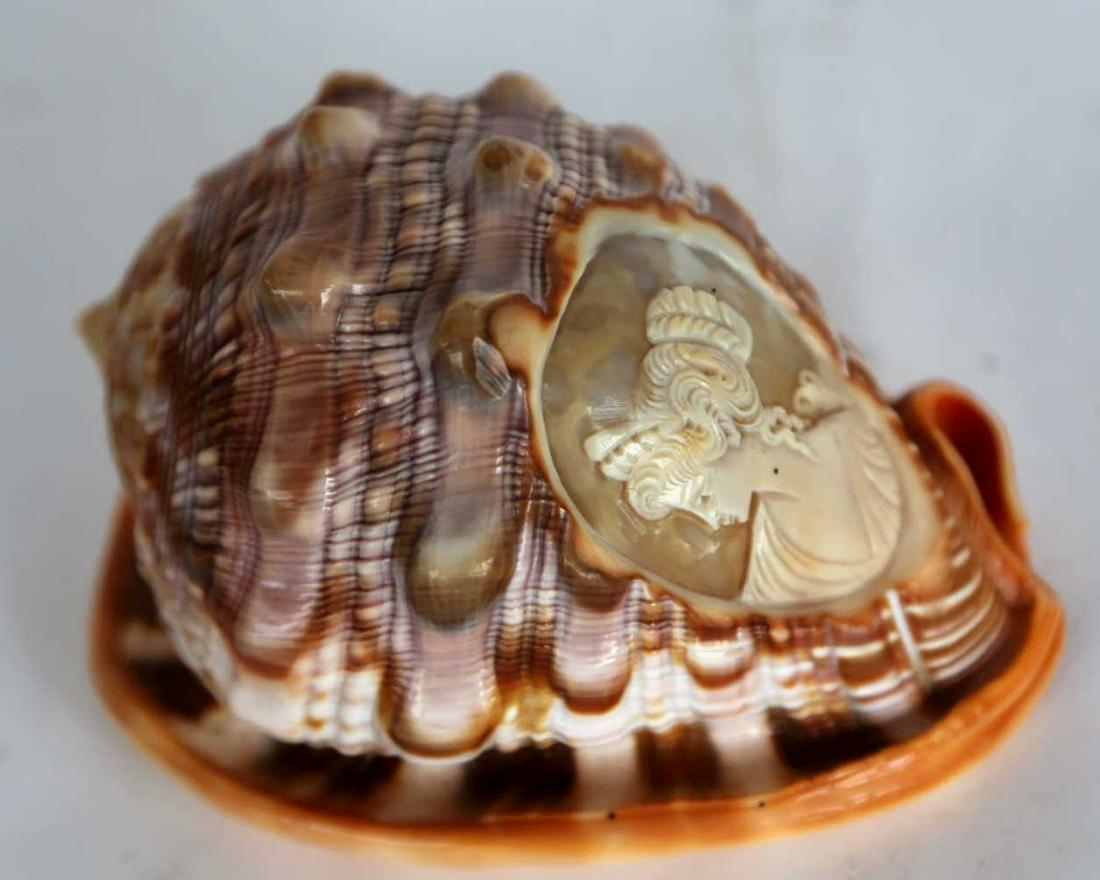 CAMEO HAND CARVED NAUTILUS SHELL: CAMEO HAND CARVED NAUTILUS SHELL