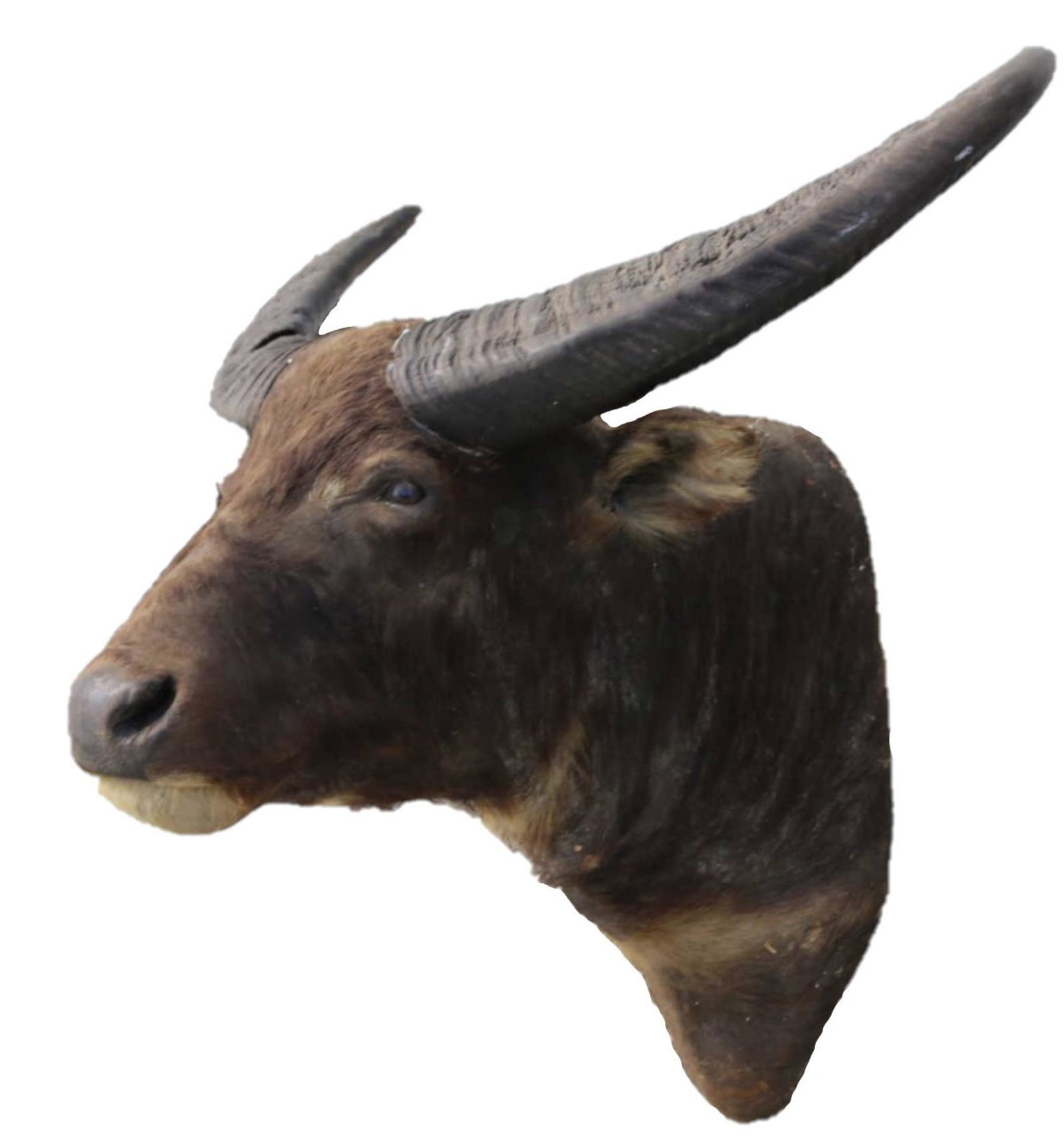 WATER BUFFALO SHOULDER MOUNT: WATER BUFFALO SHOULDER MOUNT