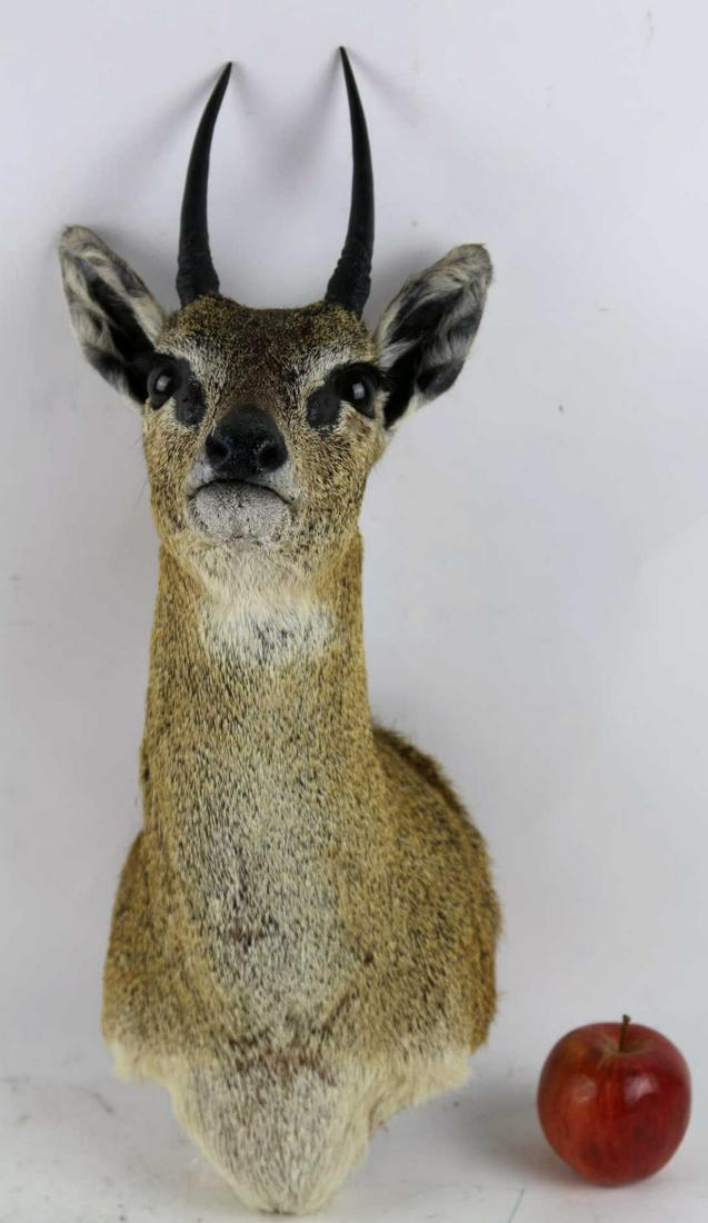 AFRICAN VINTAGE 20" DIK DIK TAXIDERMY MOUNT: AFRICAN VINTAGE DIK DIK TAXIDERMY MOUNT Height 20 Width 10 in