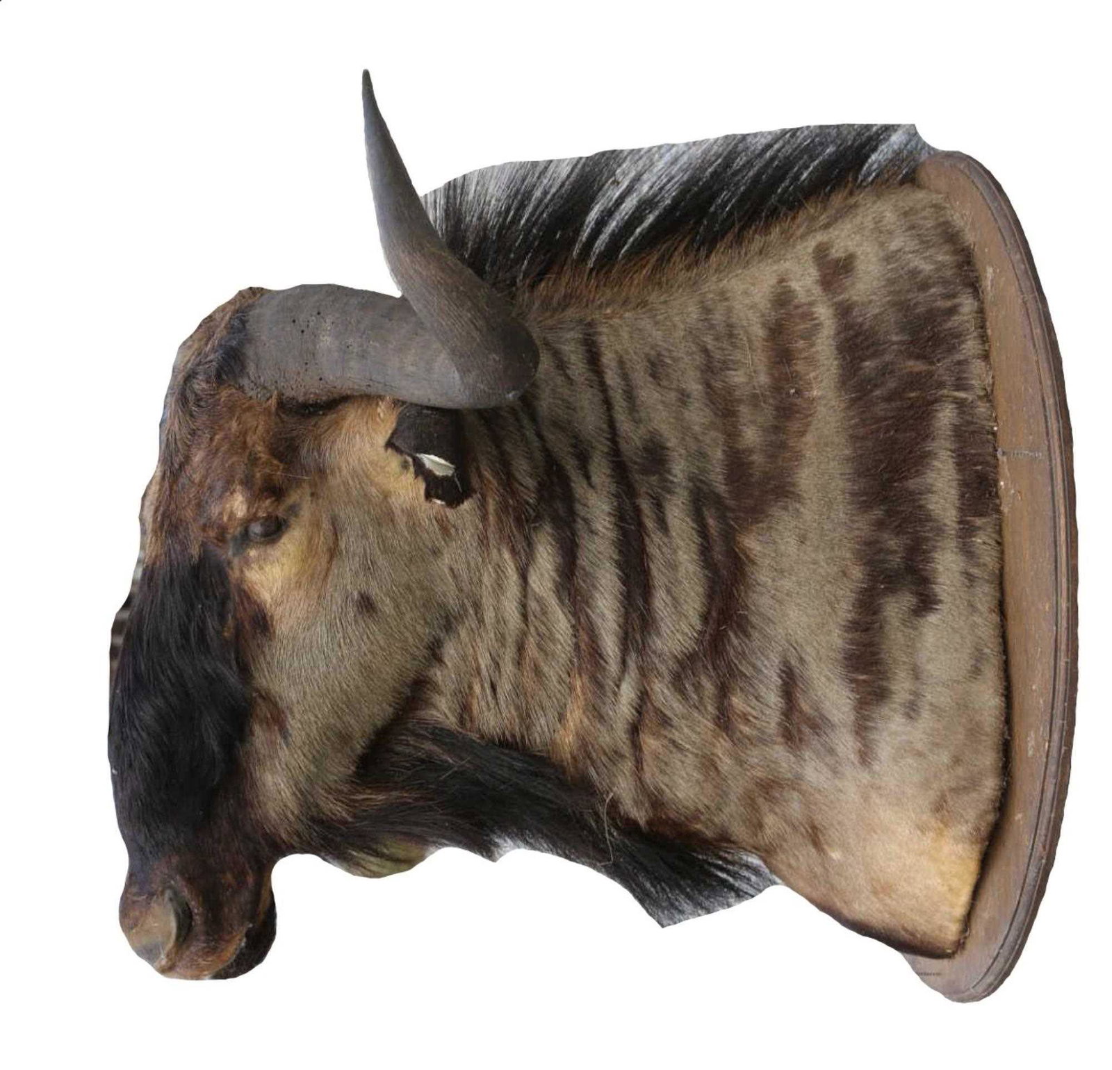 AFRICAN WILDEBEAST SHOULDER MOUNT: AFRICAN WILDEBEAST SHOULDER MOUNT Height 46 Width 36 in