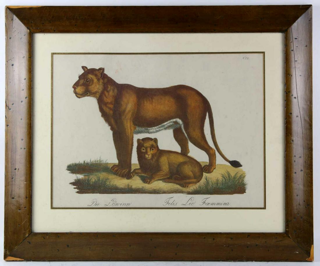 DIE LOWINN FELIS LEO FAEMMINA CUSTOM FRAMED PLATE: FRENCH DIE LOWINN "FELIS LEO FAEMMINA" CUSTOM FRAMED PLATE ENGRAVED PRINT Height 22 Width 26