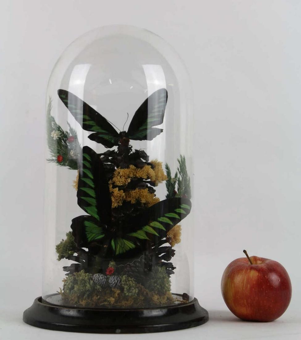12" GLASS DOME BUTTERY TAXIDERMY DISPLAY: 12" GLASS DOME BUTTERY TAXIDERMY DISPLAY Height 12 Width 5 in
