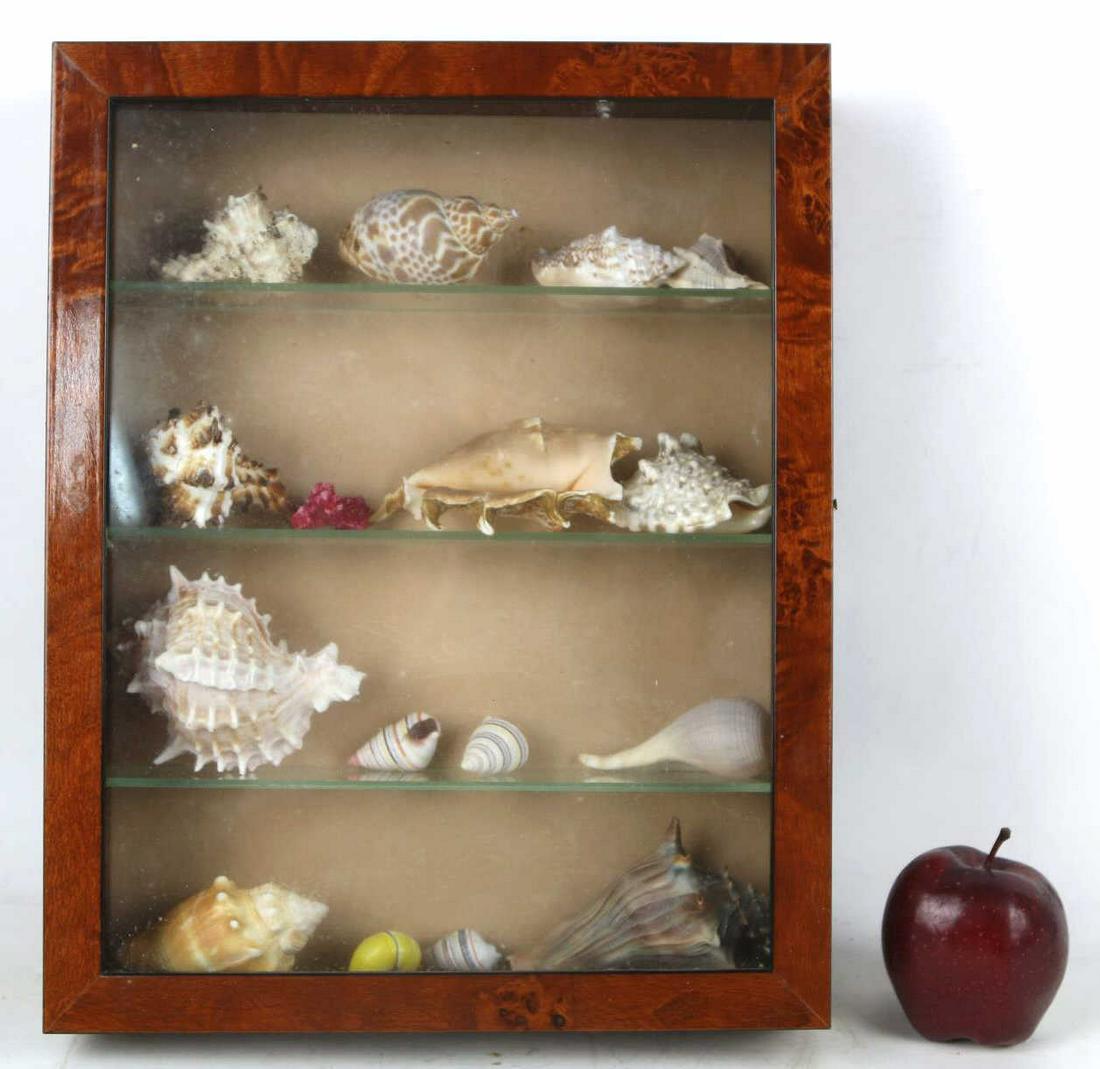 BURL WALNUT HANGING DISPLAY WITH SEASHELLS: BURL WALNUT HANGING DISPLAY WITH SEASHELLS Condition Report GOOD Height 13 Width 10