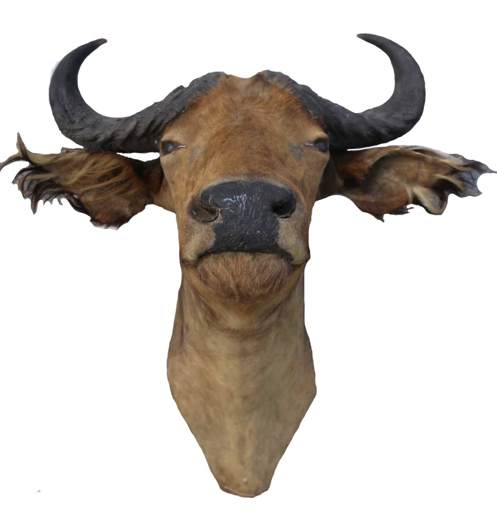 AFRICAN CAPE BUFFALO SHOULDER MOUNT: AFRICAN CAPE BUFFALO SHOULDER MOUNT Condition Report GOOD CONDITION Height 37 Width 29
